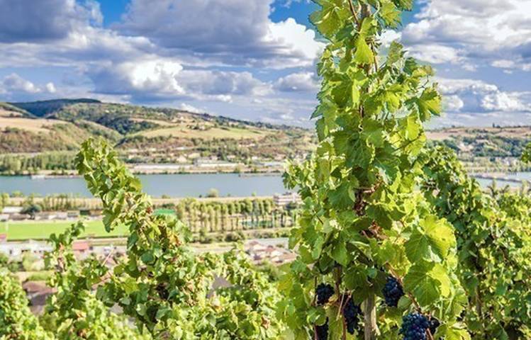 Photo of Domaine Lionel Faury