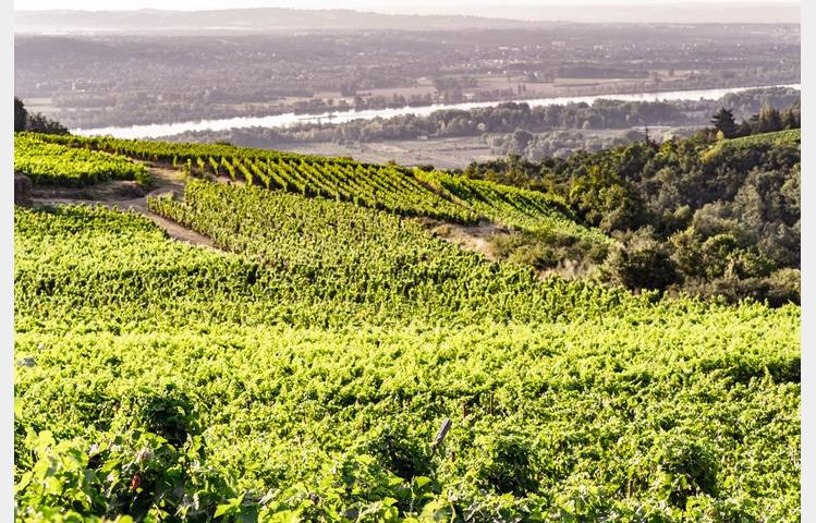 image de Domaine Lionel Faury