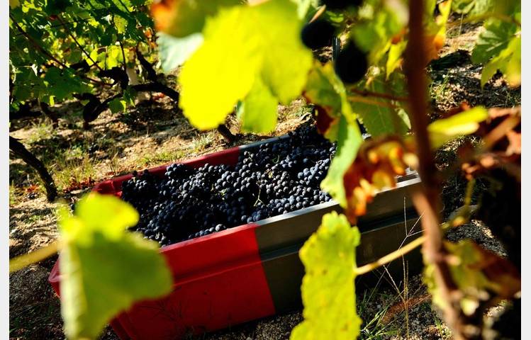 image de Vins Jean-luc Colombo