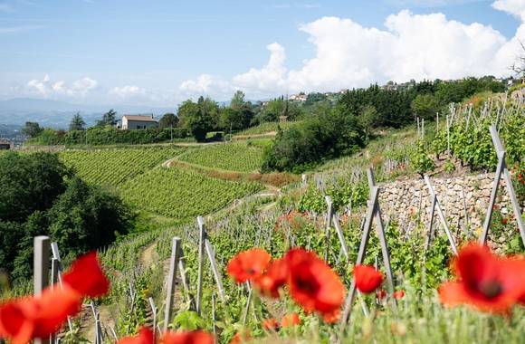 img-mouton-pere-fils