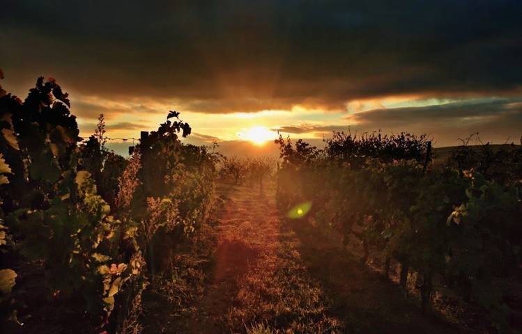 Photo of Domaine Finon