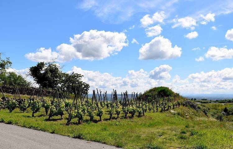 Photo of Domaine Finon
