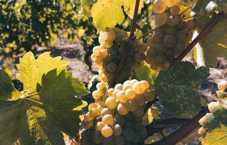 Photo of Domaine Finon