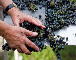 Domaine Pierre Gaillard