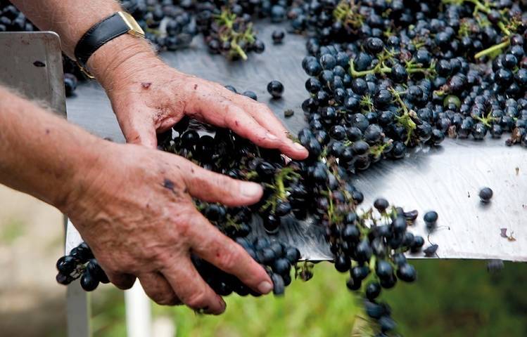 Photo of Domaine Pierre Gaillard