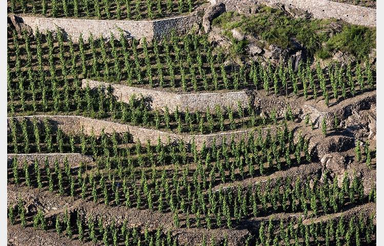 image de Domaine Pierre Gaillard