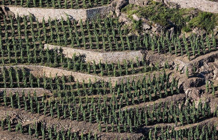 Photo of Domaine Pierre Gaillard