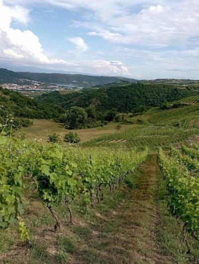 img-apero-sunset-dans-les-vignes-domaine-duclot