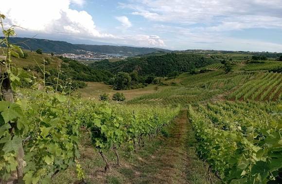 Apéro sunset dans les vignes (Domaine Duclot)