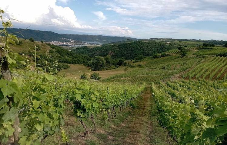Photo of Sunset dans les vignes - Domaine Duclot