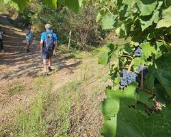 Wine Walk at the Cave Saint-Désirat