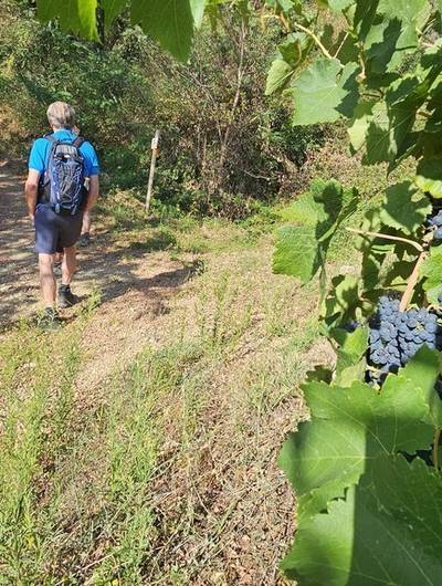 img-rando-wine-a-la-cave-saint-desirat