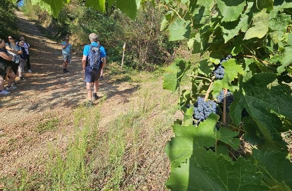 img-wine-walk-at-the-cave-saint-desirat