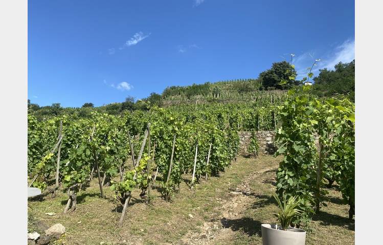 image de Visites et dégustations au Domaine Corps de Loup
