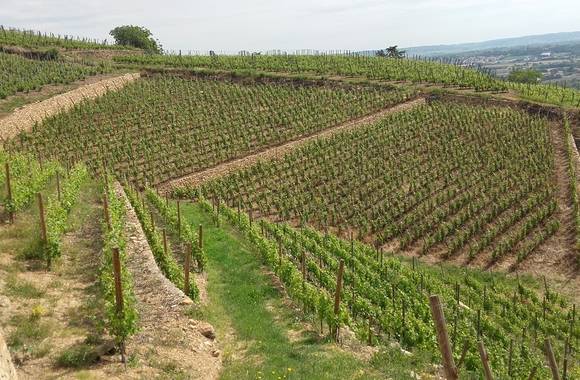 img-wine-estate-roland-grangier