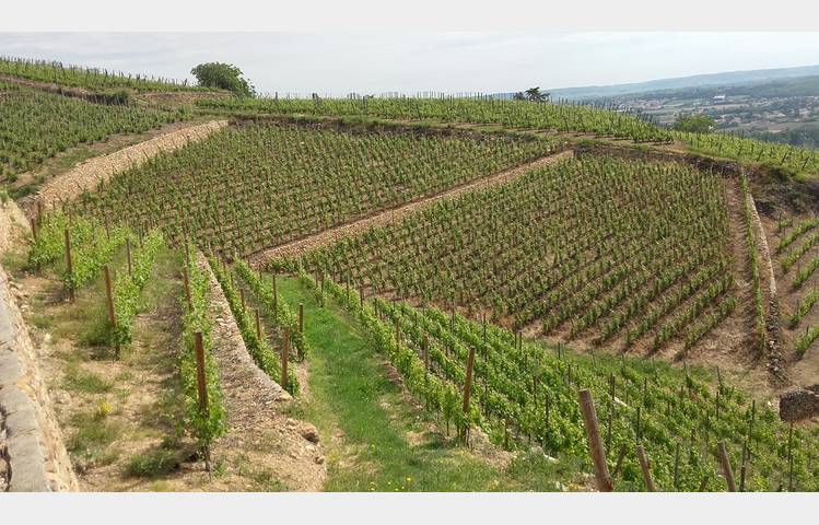 image de Wine estate Roland Grangier