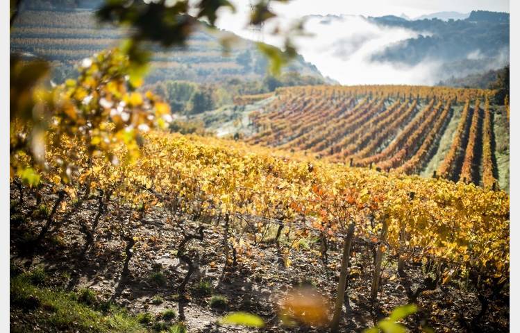 image de wine market