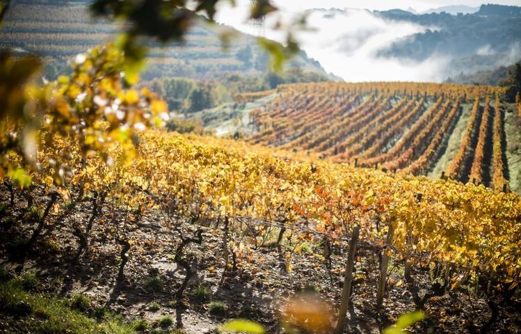 Photo of Marché aux vins