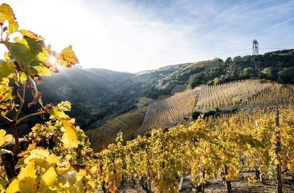 wine market