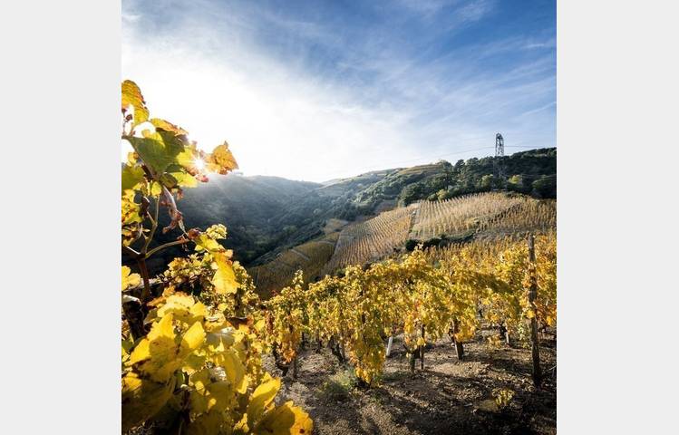 image de wine market