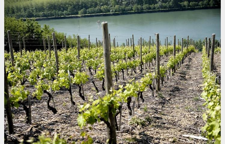 image de Wine cellar Yves Cuilleron