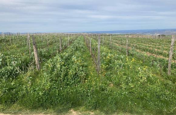 Rando Wine au domaine des Bardes