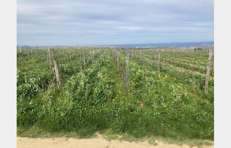 image de Rando Wine au domaine des Bardes