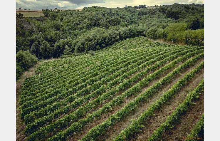 image de Rando Wine (Le domaine des Bardes)