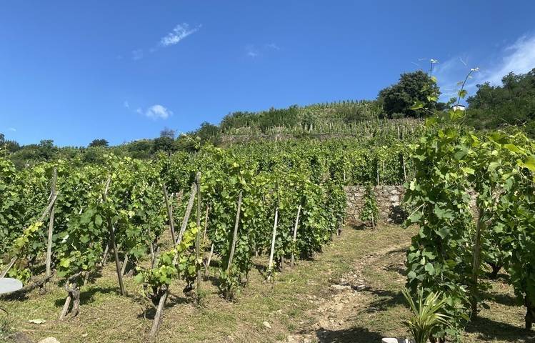 Photo of Complete visit and tasting at Domaine Corps de Loup