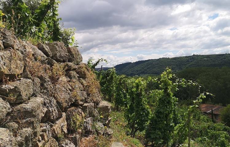 Photo of Complete visit and tasting at Domaine Corps de Loup