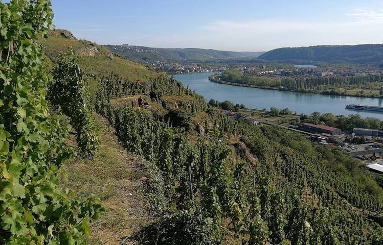 Photo of Wine estate François Villard