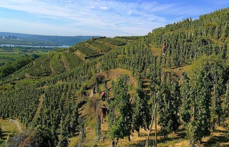 Photo of Wine estate François Villard