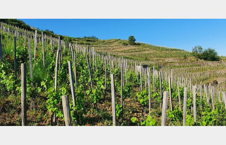 image de Domaine Romain D'Aniello