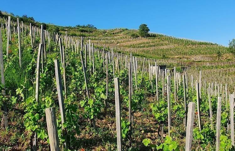 Photo of Domaine Romain D'Aniello