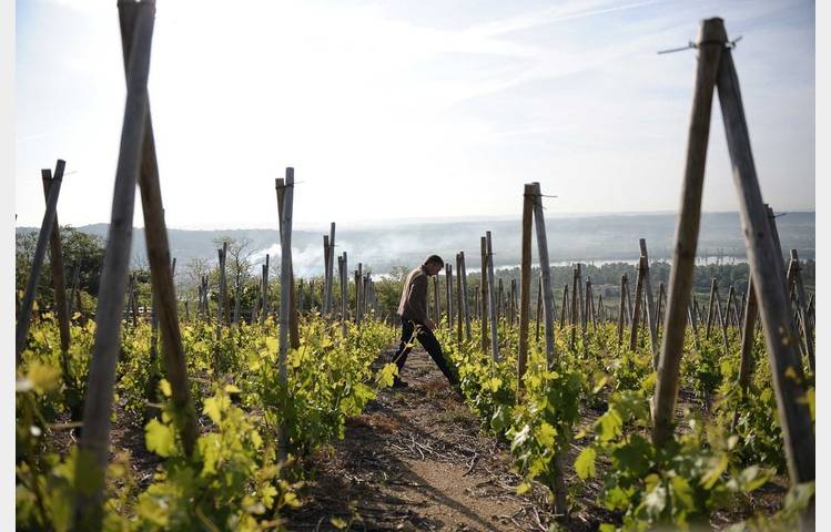 image de Les Vins de Vienne