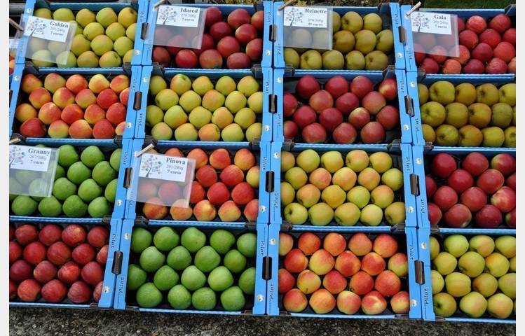 image de Marché de la Pomme (apple market)
