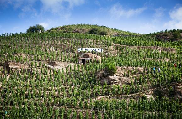 img-vineyard-of-boisseyt