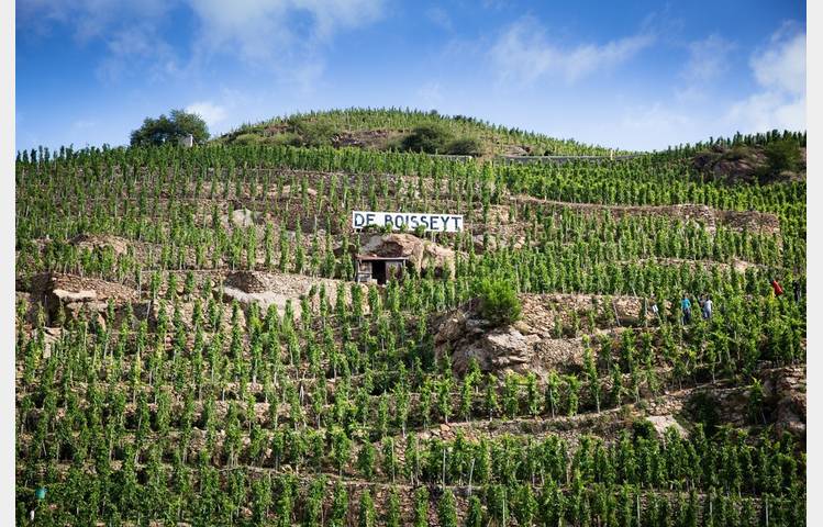 image de Vineyard of Boisseyt