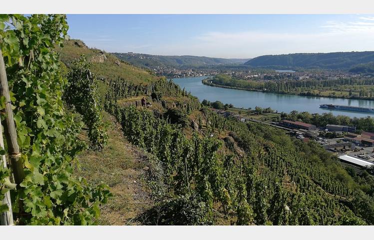 image de Wine estate François Villard