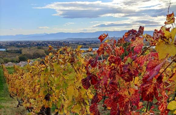 Fascinant Week-end Vignobles & Découvertes - Vineum