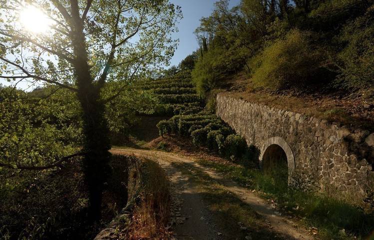 Photo of Village viticole de Saint-Désirat