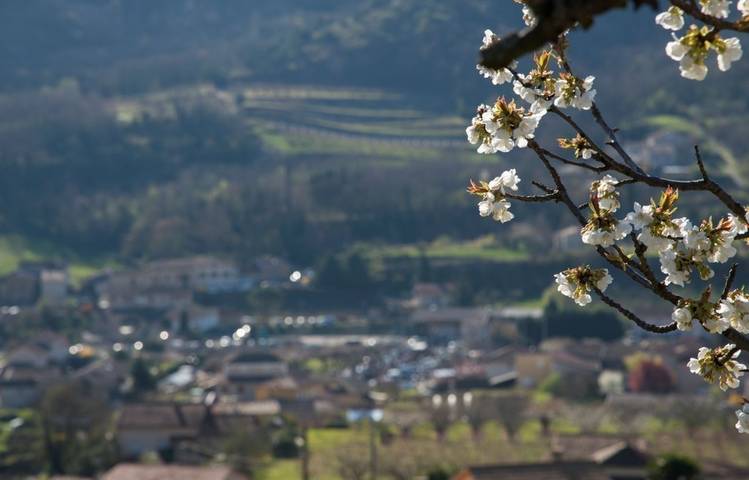 Photo of Village viticole de Saint-Désirat