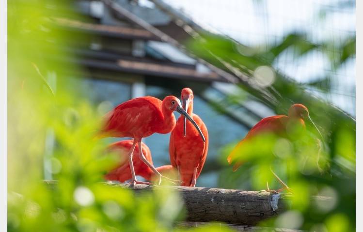 image de Gourmet market at the Peaugres Safari