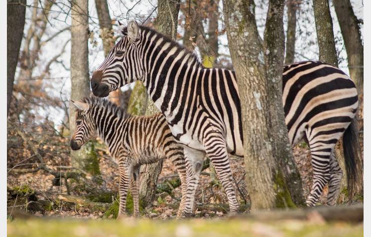 image de Marché gourmand au Safari de Peaugres