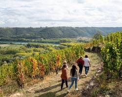 Vineyard path