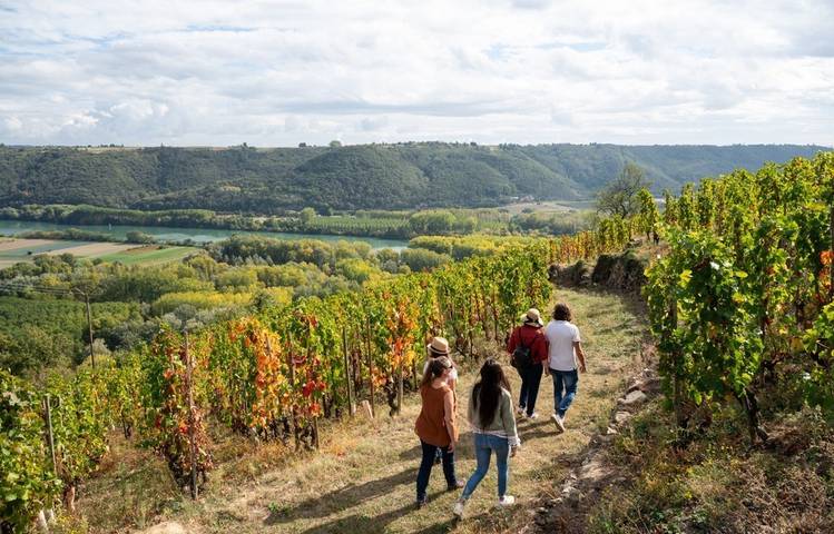 Photo of Vineyard path