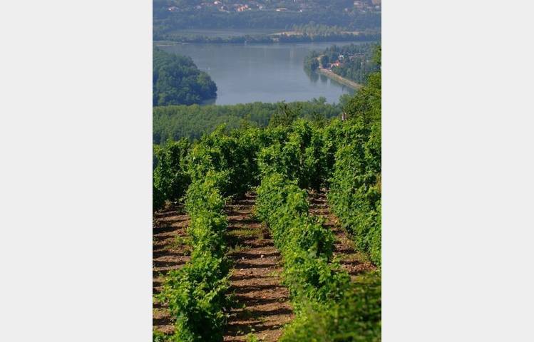 image de Vineyard path in Ampuis
