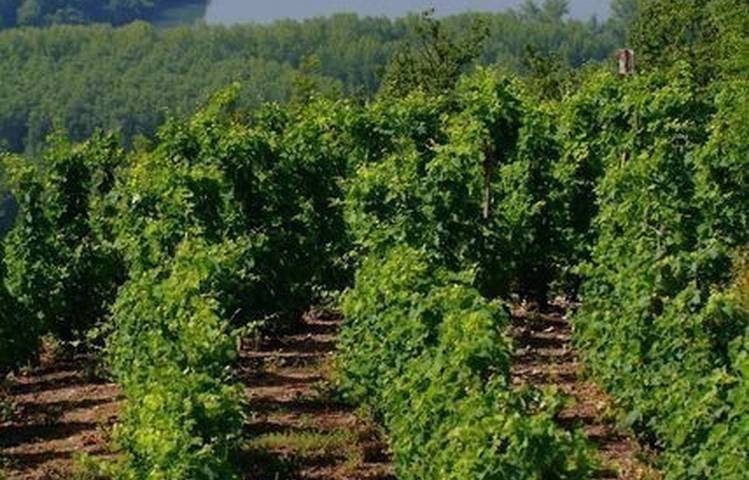 Photo of Vineyard path