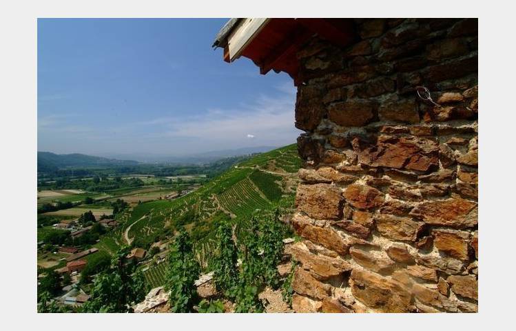 image de Vineyard path in Ampuis