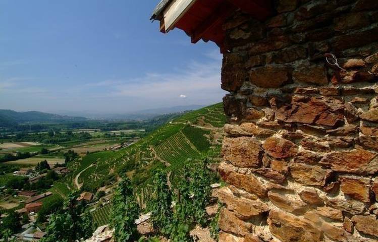 Photo of Vineyard path